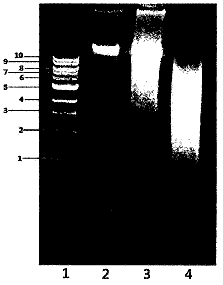 Polypeptide associated with the synthesis of 1-deoxynojirimycin, and a use therefor