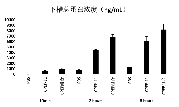 Cell infiltration enhancing peptide, composition and application of composition
