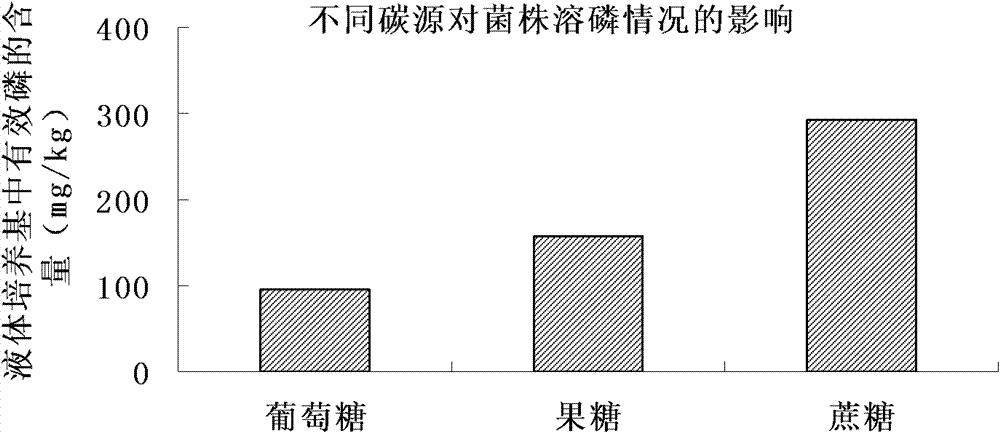 Bacterial strain B1 for converting insoluble phosphate into soluble phosphate