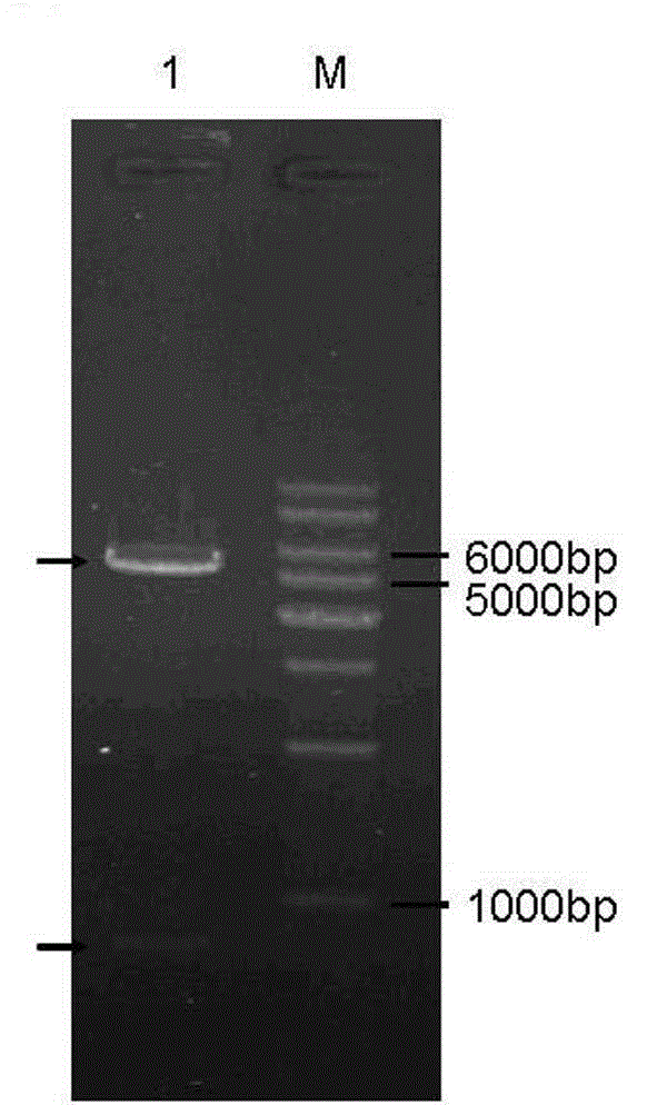 Trans-4-hydroxy-L-proline hydroxylase modifying gene with high transformation rate and application thereof