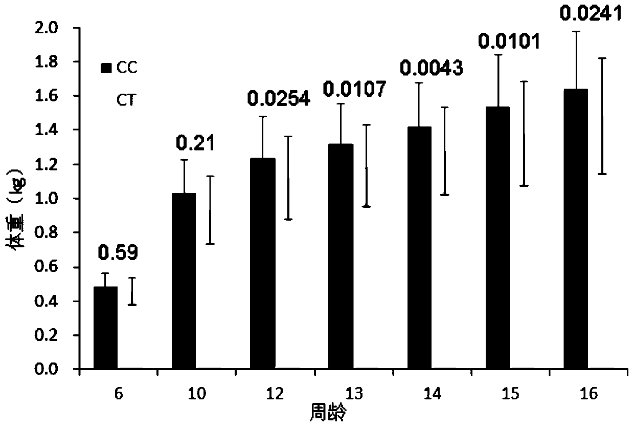 SNP marker related to growth traits of black-bone chickens and application thereof