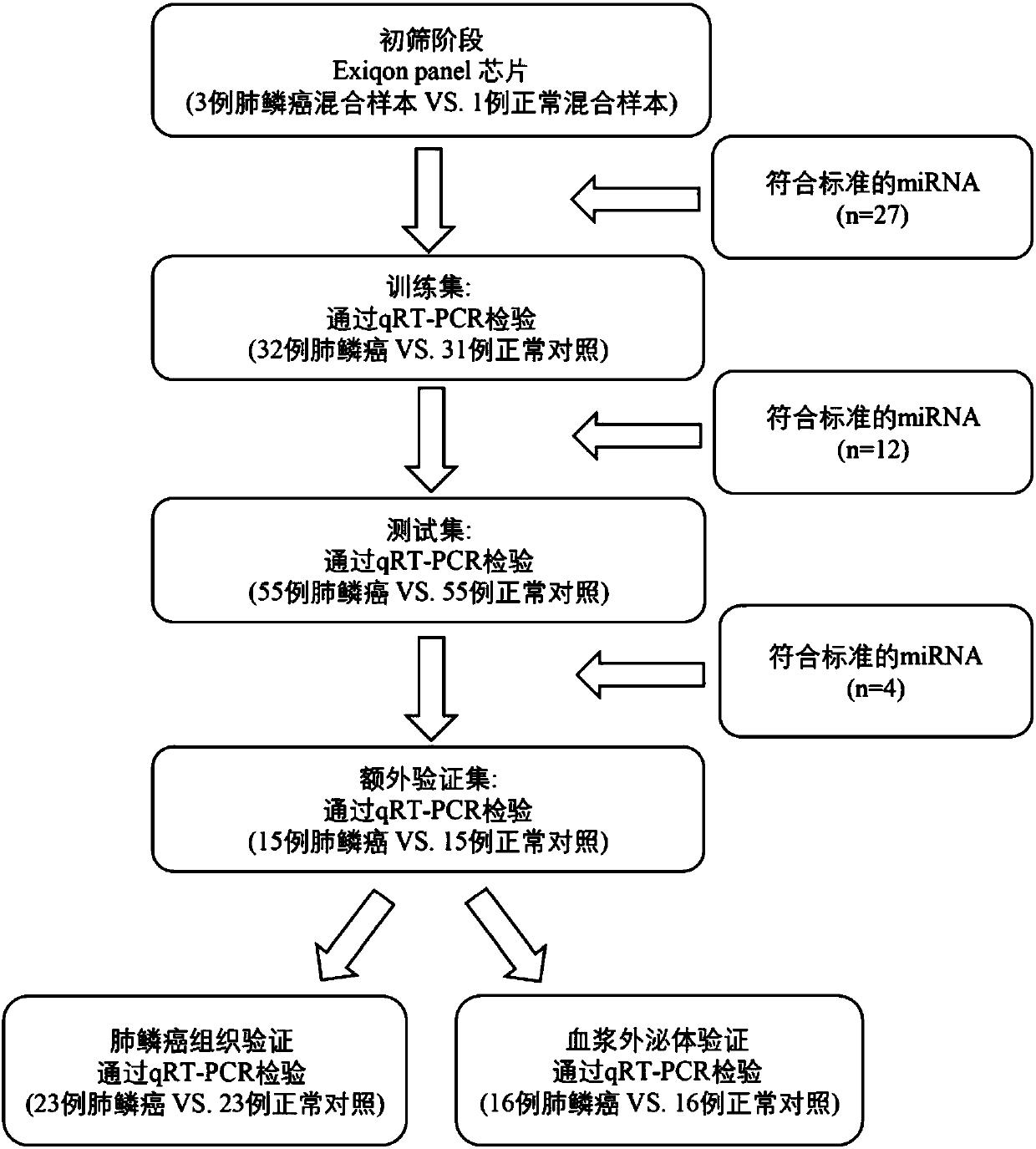 Serum miRNA marker related to squamous cell lung carcinoma auxiliary diagnosis, and application thereof