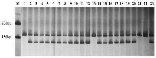 Cleistogenes songorica LTR-RT molecular marker primer and application in cleistogenes songorica germplasm identification