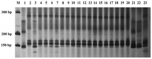 Cleistogenes songorica LTR-RT molecular marker primer and application in cleistogenes songorica germplasm identification