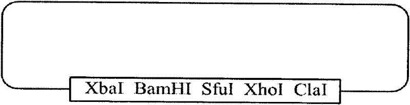 Method for constructing adenovirus core protein genetic marker vector