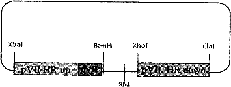 Method for constructing adenovirus core protein genetic marker vector