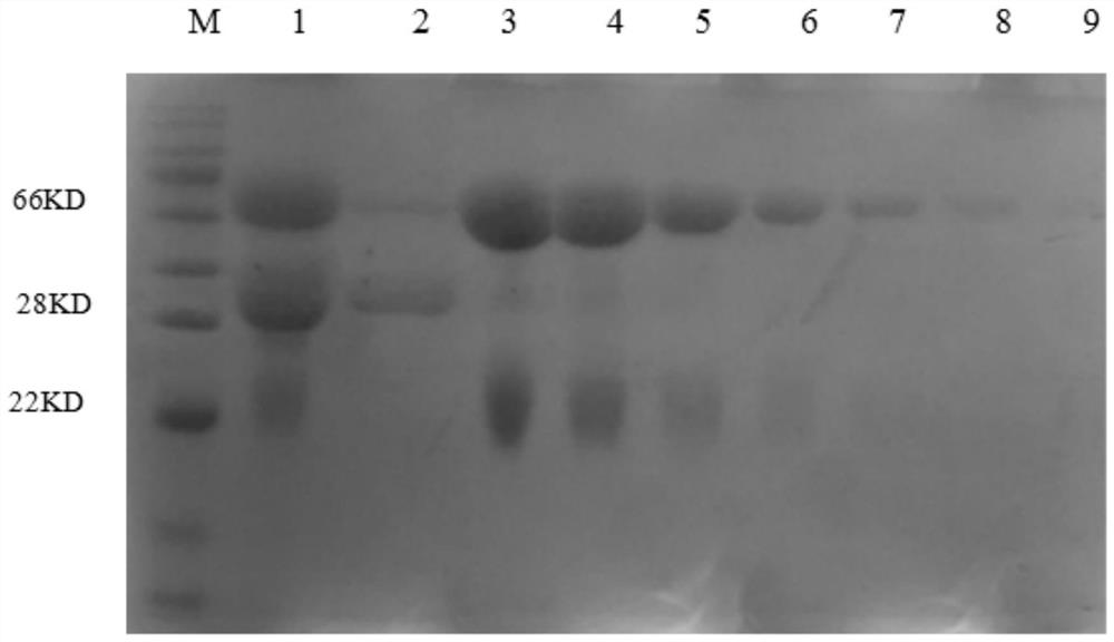 Anti-paenibacillus larvae yolk immunoglobulin and preparation method and use thereof