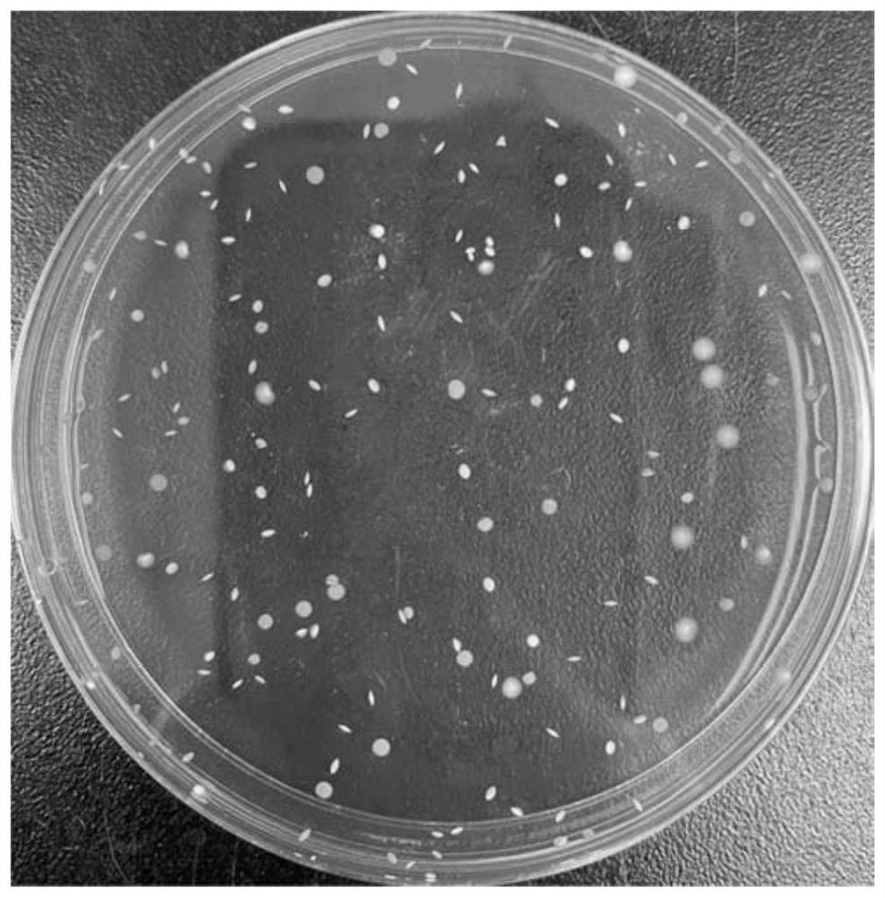 Lactobacillus plantarum and application thereof in pig feed