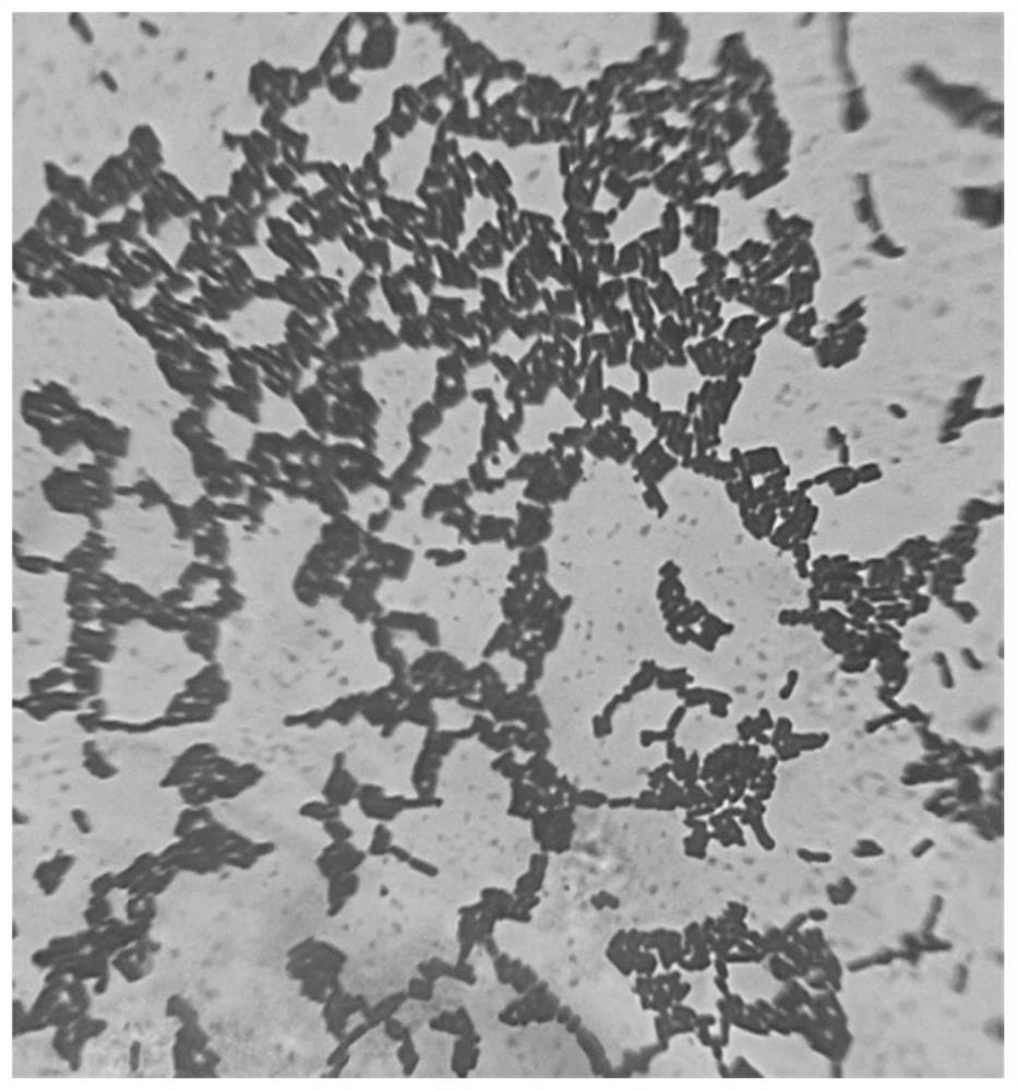 Lactobacillus plantarum and application thereof in pig feed