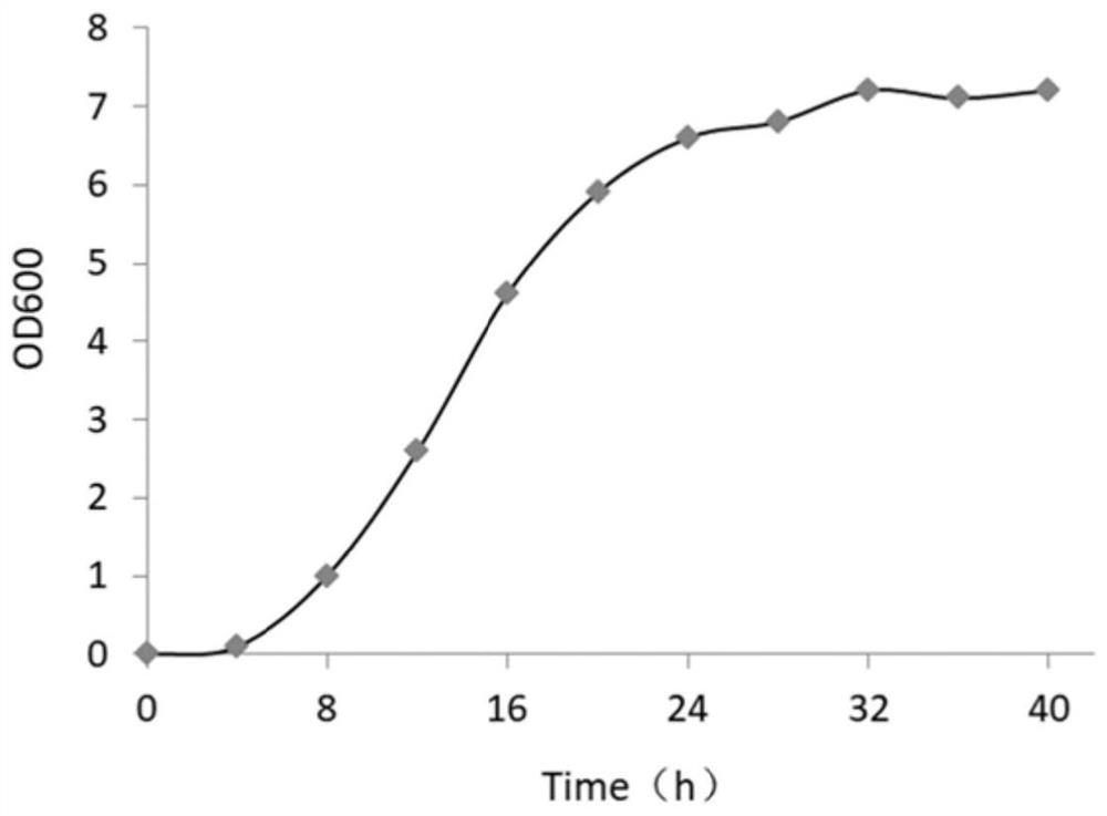 Lactobacillus plantarum and application thereof in pig feed