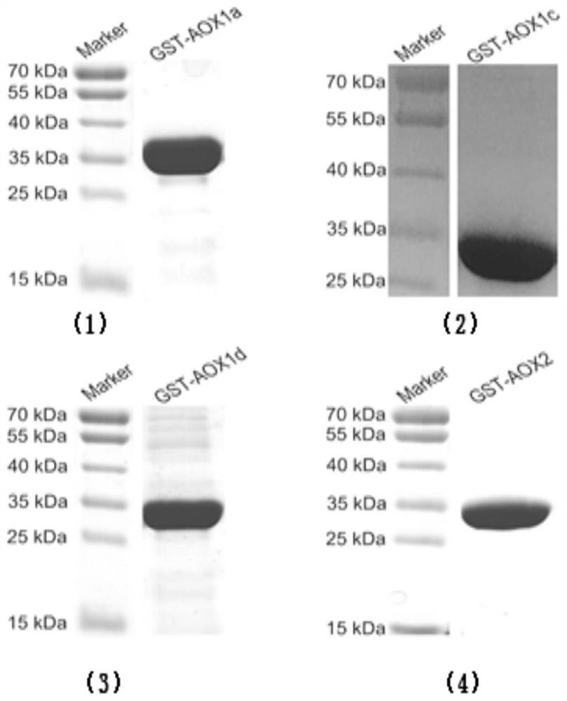 AOX specific antibody combination and preparation method and application thereof