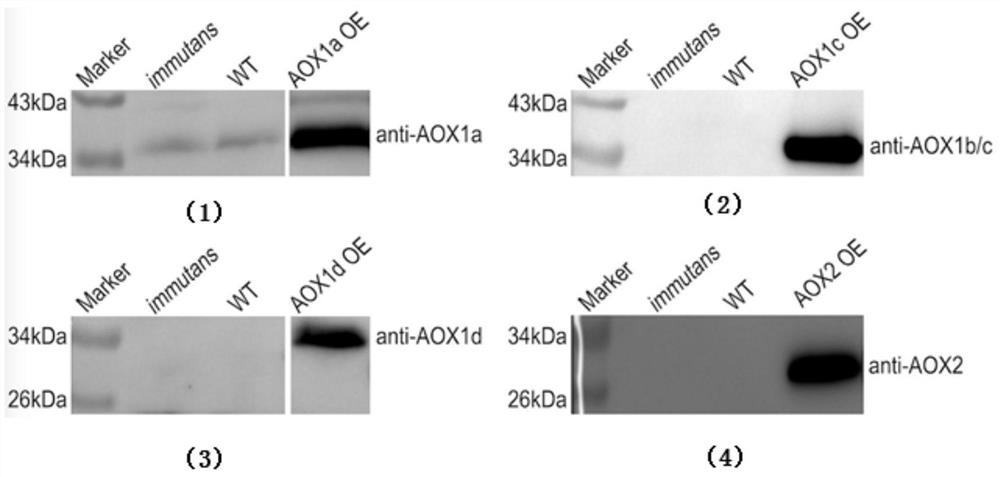 AOX specific antibody combination and preparation method and application thereof