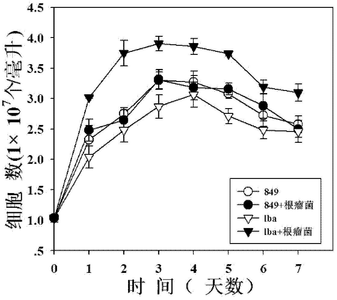 Method for increasing hydrogen yield of Chlamydomonas reinhardtii by using slow-growing Bradyrhizobium japomcum