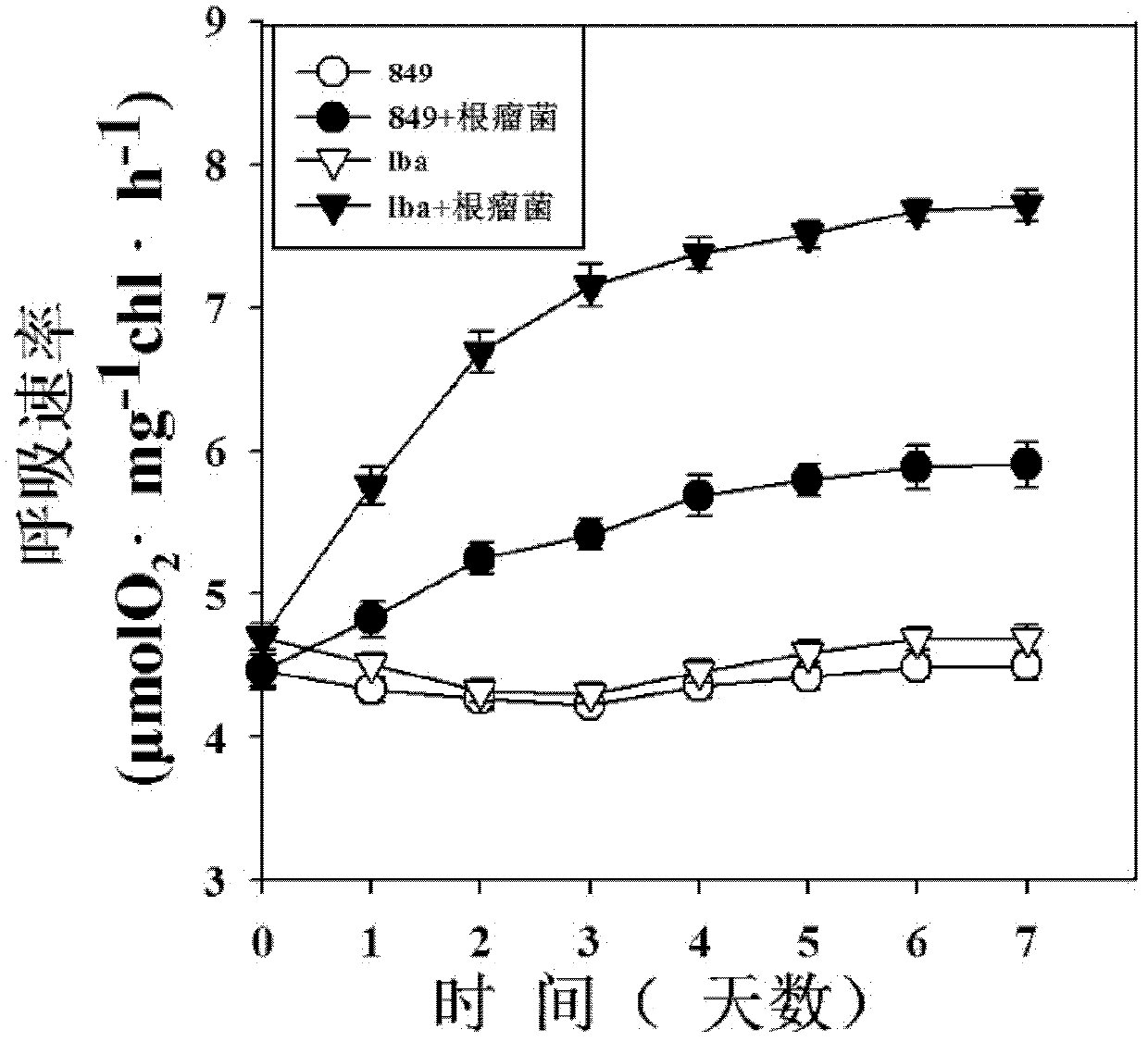 Method for increasing hydrogen yield of Chlamydomonas reinhardtii by using slow-growing Bradyrhizobium japomcum