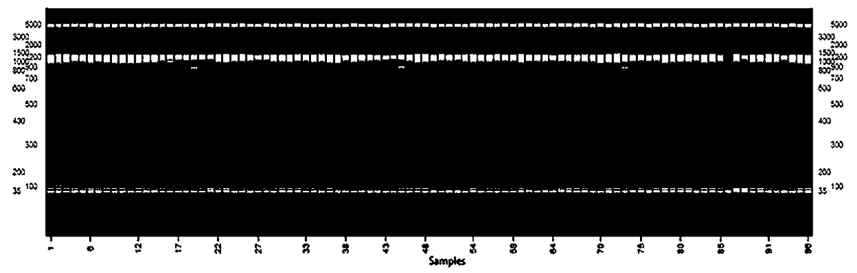 CYP82E10 gene missense mutant M594 capable of reducing nicotine conversion rate as well as application thereof