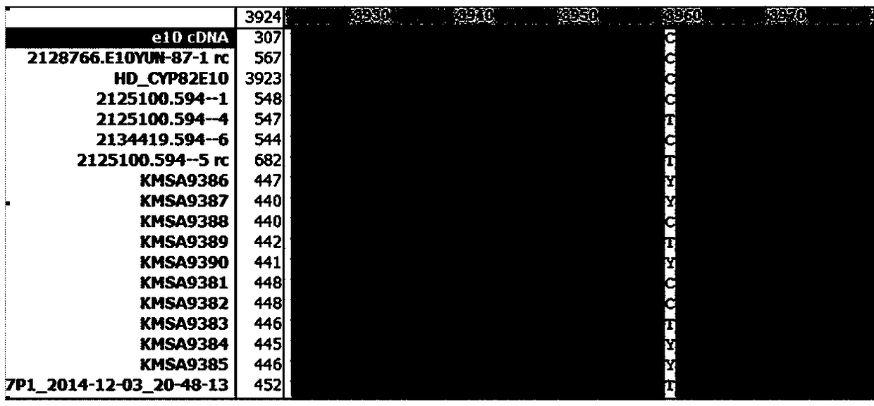 CYP82E10 gene missense mutant M594 capable of reducing nicotine conversion rate as well as application thereof