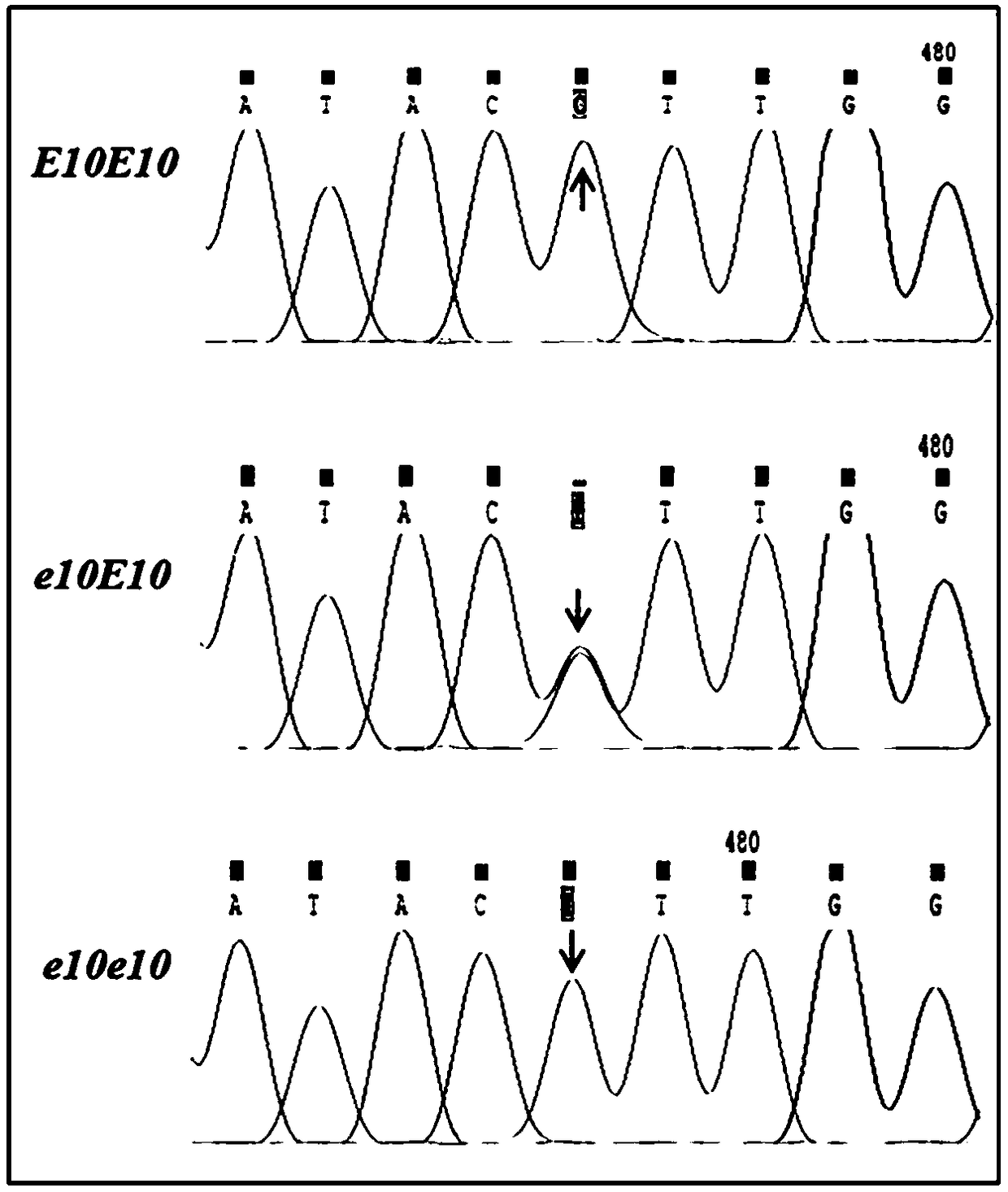 CYP82E10 gene missense mutant M594 capable of reducing nicotine conversion rate as well as application thereof