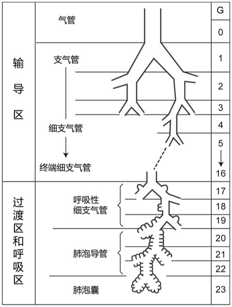 Construction method of human body full-airway model with random characteristics