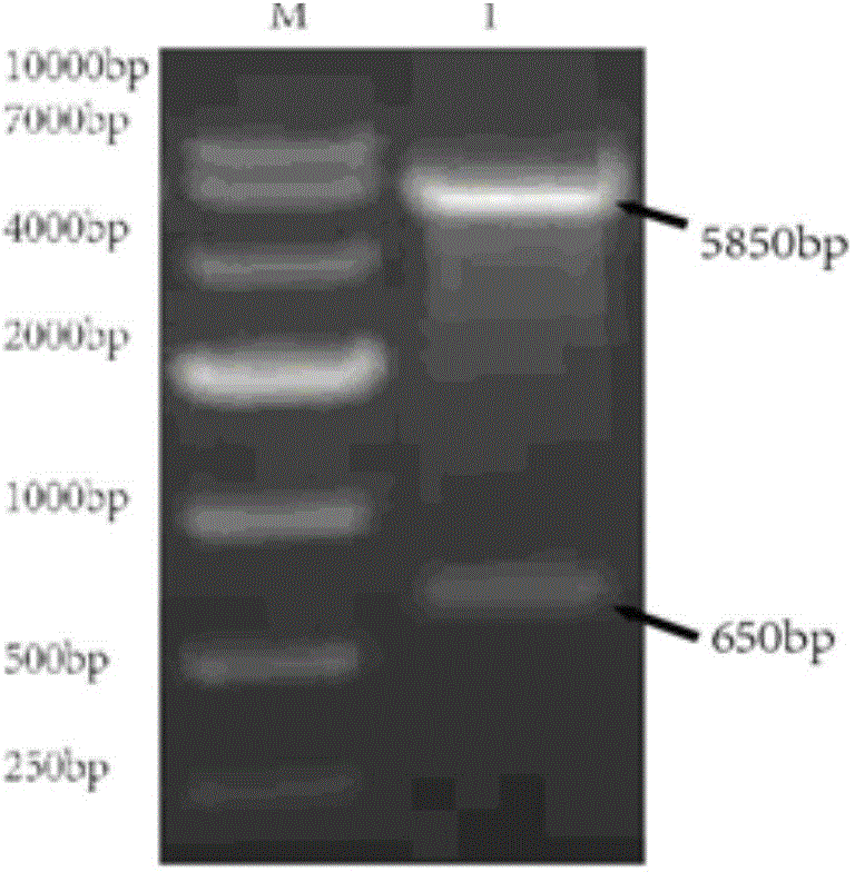 Recombinant lactic acid bacillus efficiently expressing foot and mouth disease virus antigen genes and preparation method and application thereof