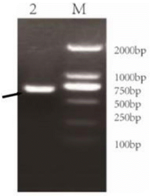 Recombinant lactic acid bacillus efficiently expressing foot and mouth disease virus antigen genes and preparation method and application thereof