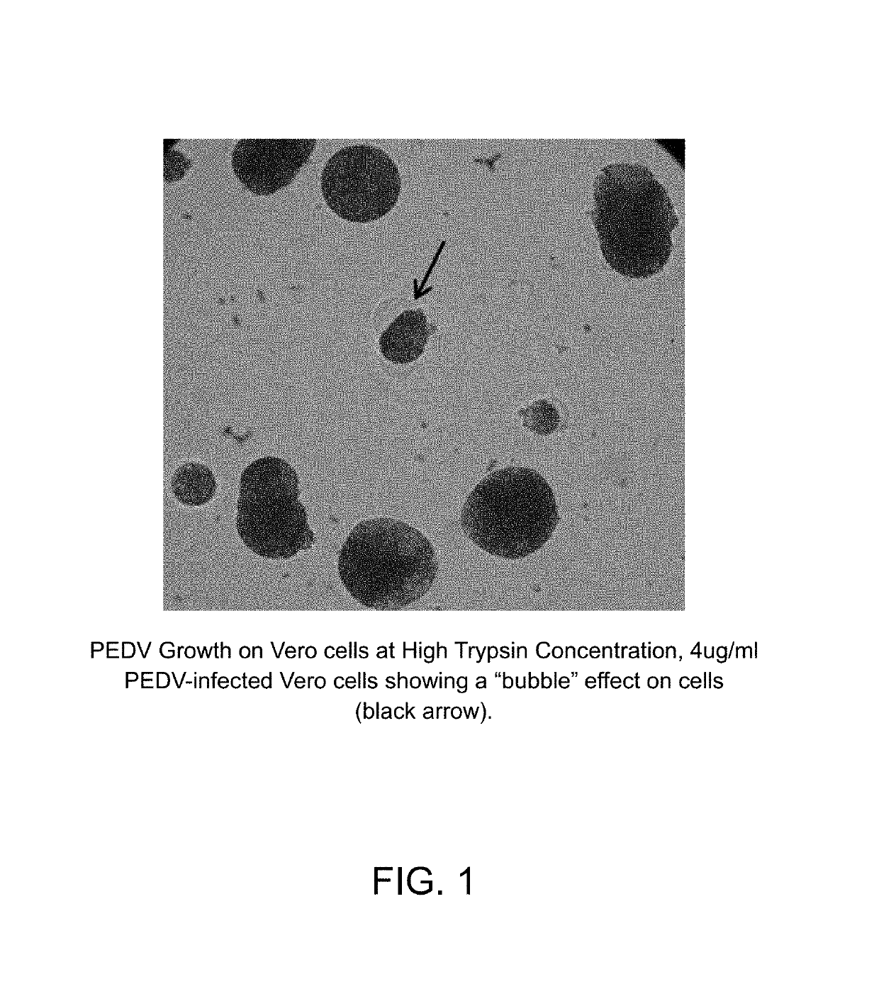 Vaccine compositions for porcine epidemic diarrhea virus and porcine deltacoronavirus