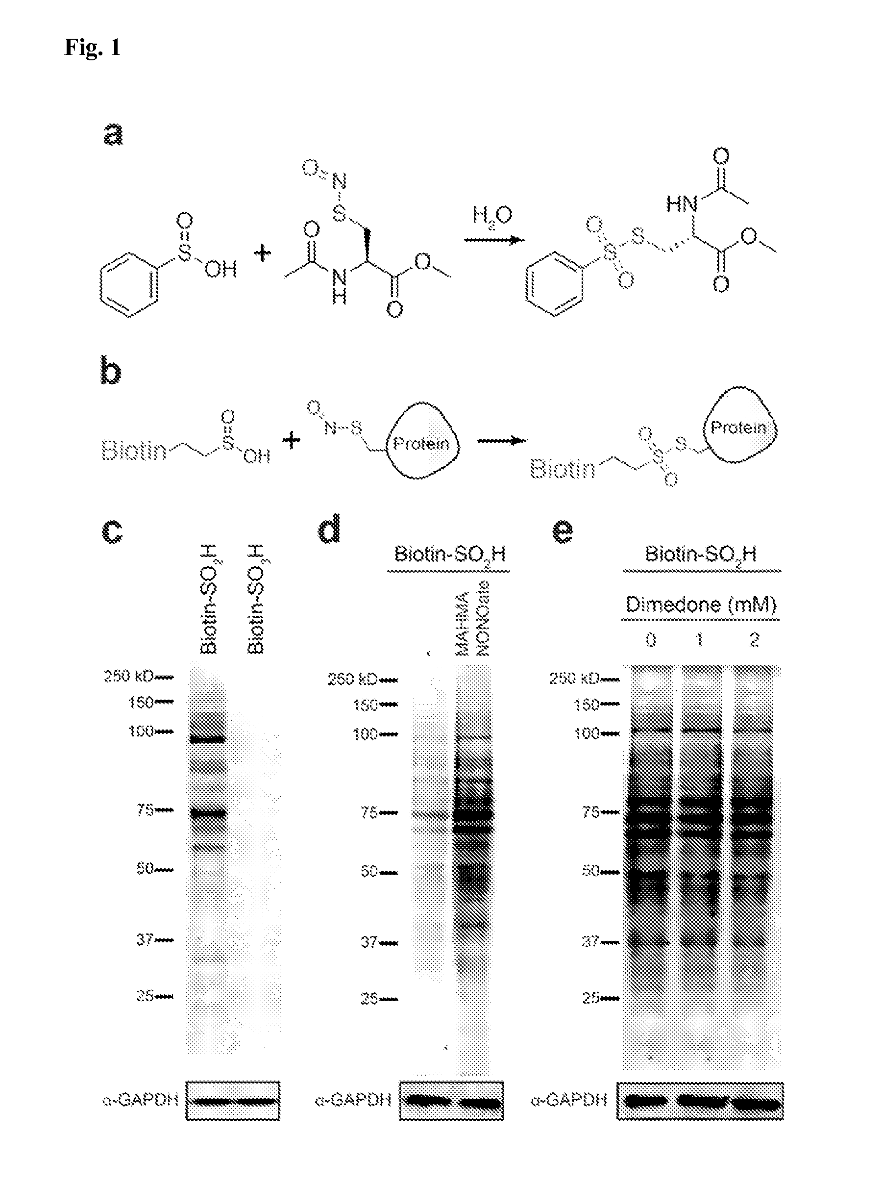 Compositions and methods for detecting s-nitrosylation and s-sulfinylation