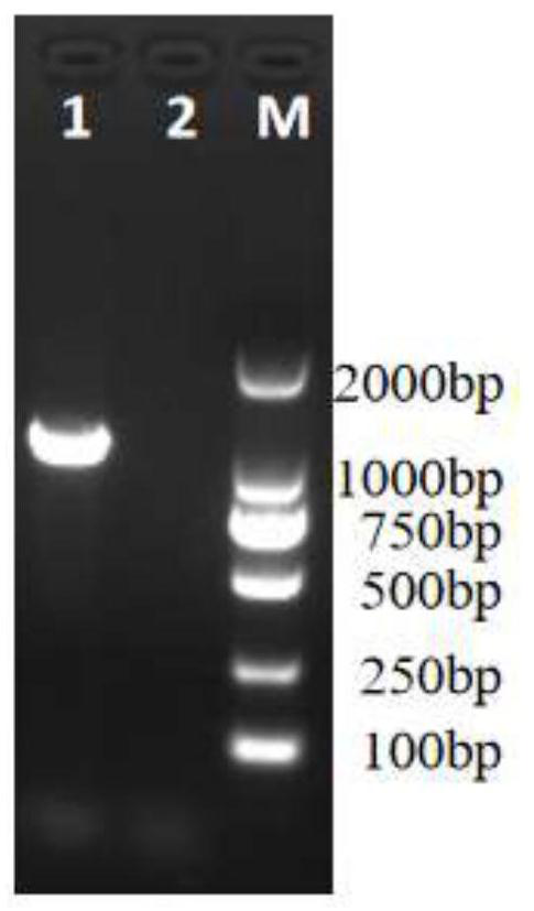 Raccoon parvovirus enteritis and canine distemper dual inactivated vaccine and preparation method thereof