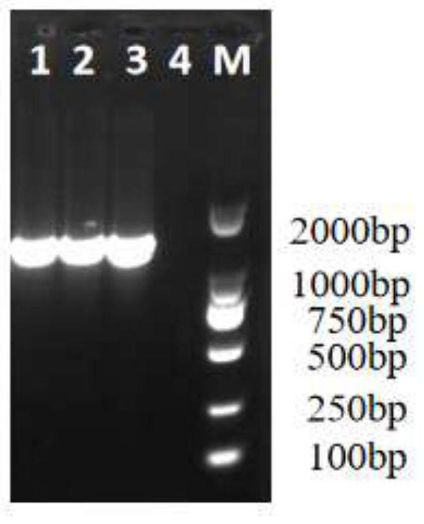 Raccoon parvovirus enteritis and canine distemper dual inactivated vaccine and preparation method thereof