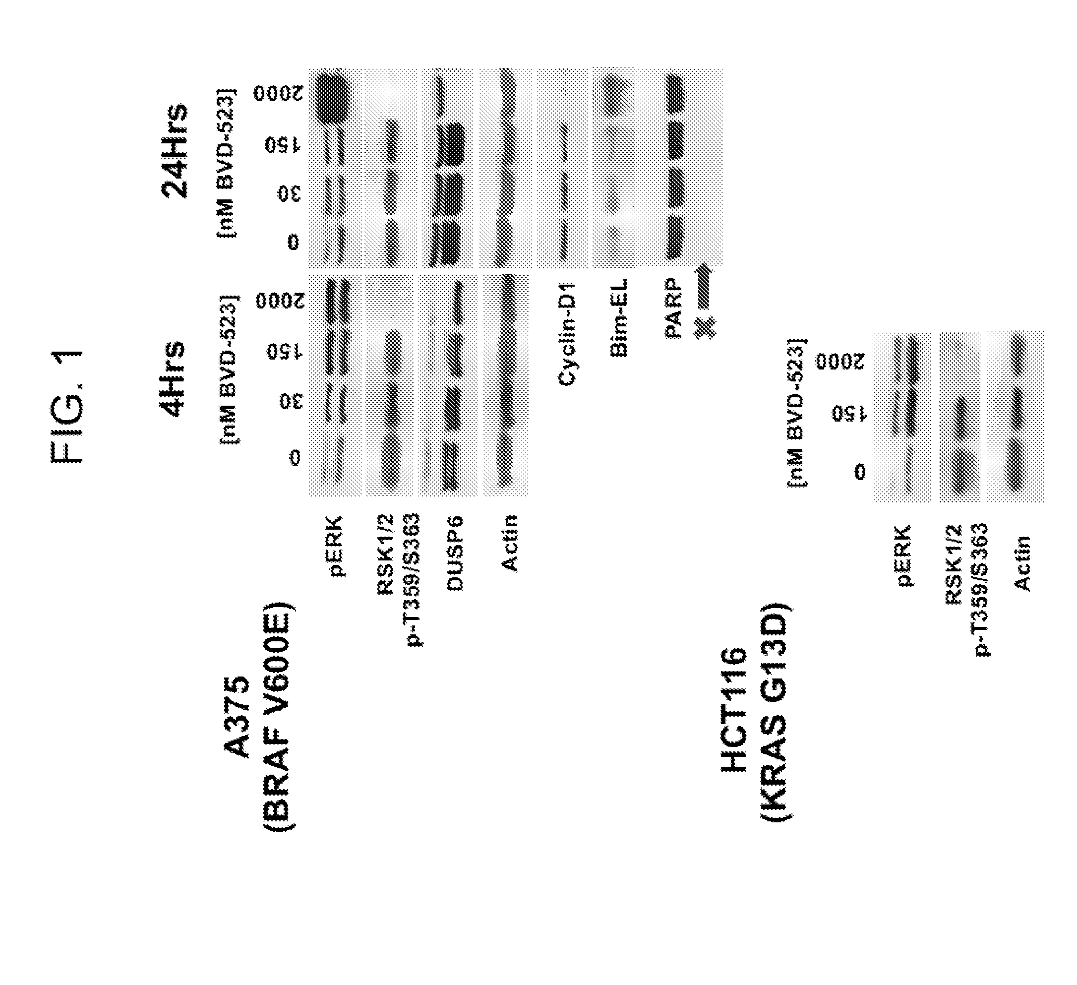 Cancer treatments using combinations of mek type 1 and erk inhibitors