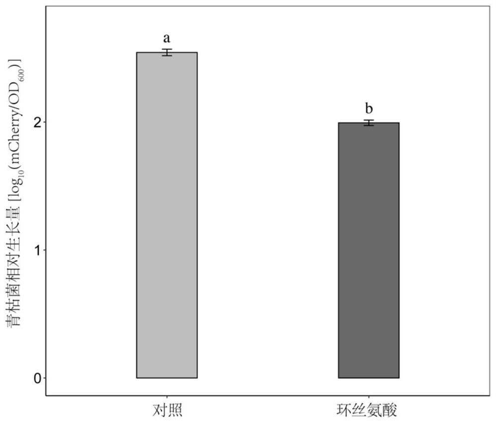 A kind of application of cycloserine and beneficial bacteria to prevent and control soil-borne bacterial wilt of tomato