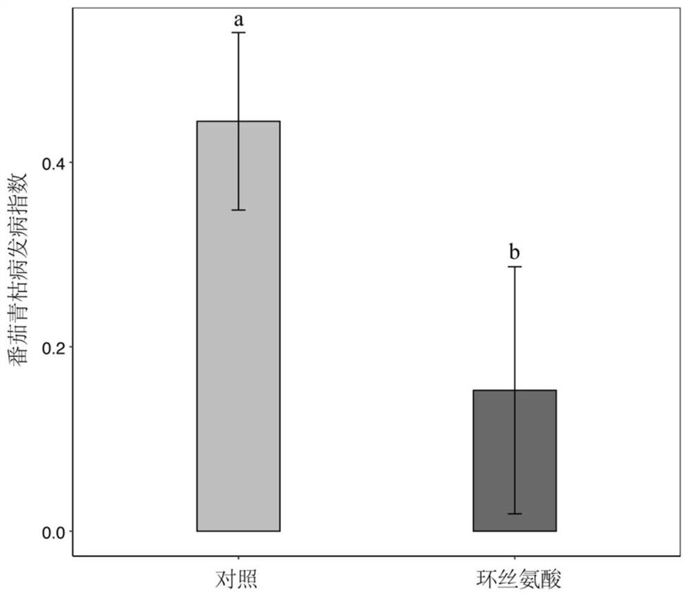 A kind of application of cycloserine and beneficial bacteria to prevent and control soil-borne bacterial wilt of tomato