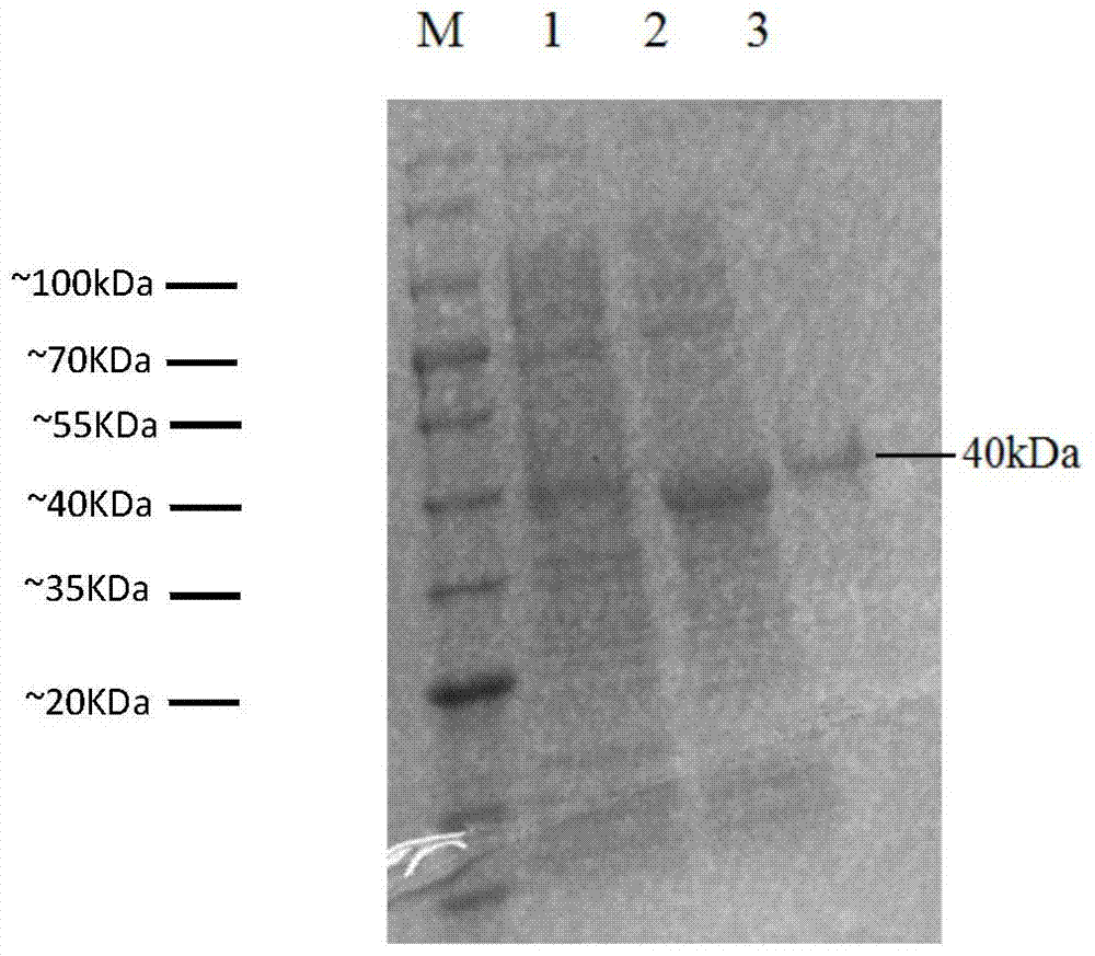 Peroxidase and preparation of degradable malachite green from mangrove sediments