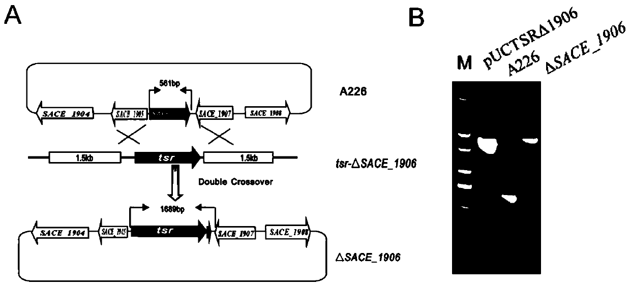 Method for increasing yield of erythromycin through saccharopolyspora erythraea SACE_1906 gene pathway
