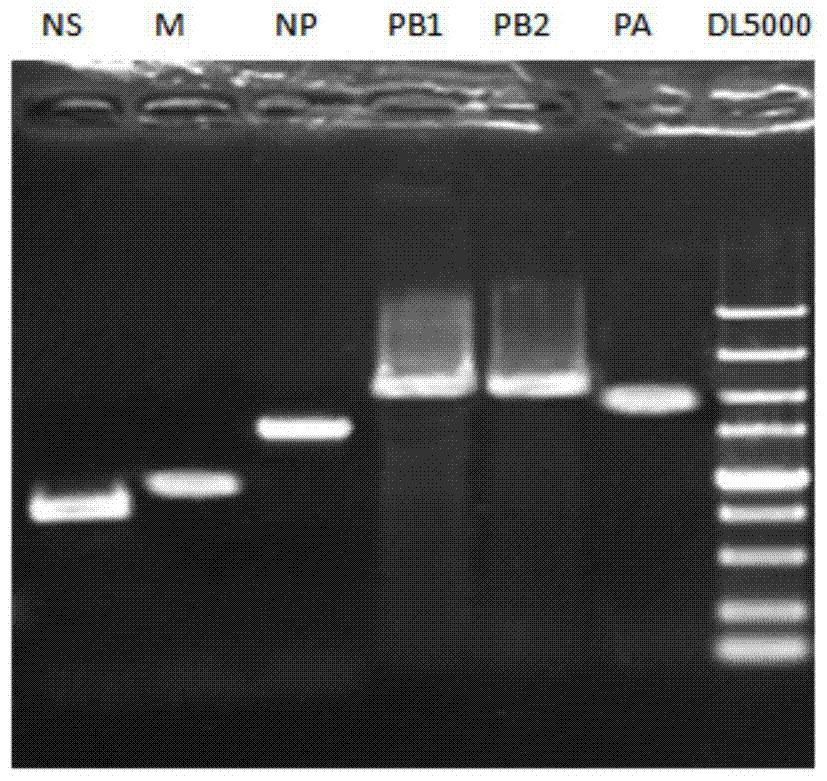 A kind of artificially recombined h9n2 avian influenza virus strain, preparation method, vaccine composition and application thereof