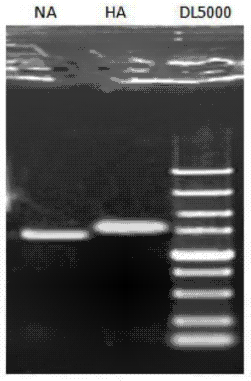 A kind of artificially recombined h9n2 avian influenza virus strain, preparation method, vaccine composition and application thereof