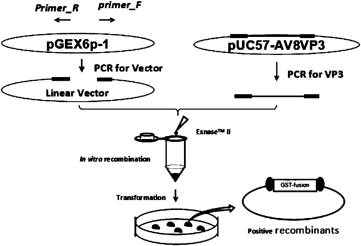 Preparation method of soluble protein of GyV8 gyrovirus VP3