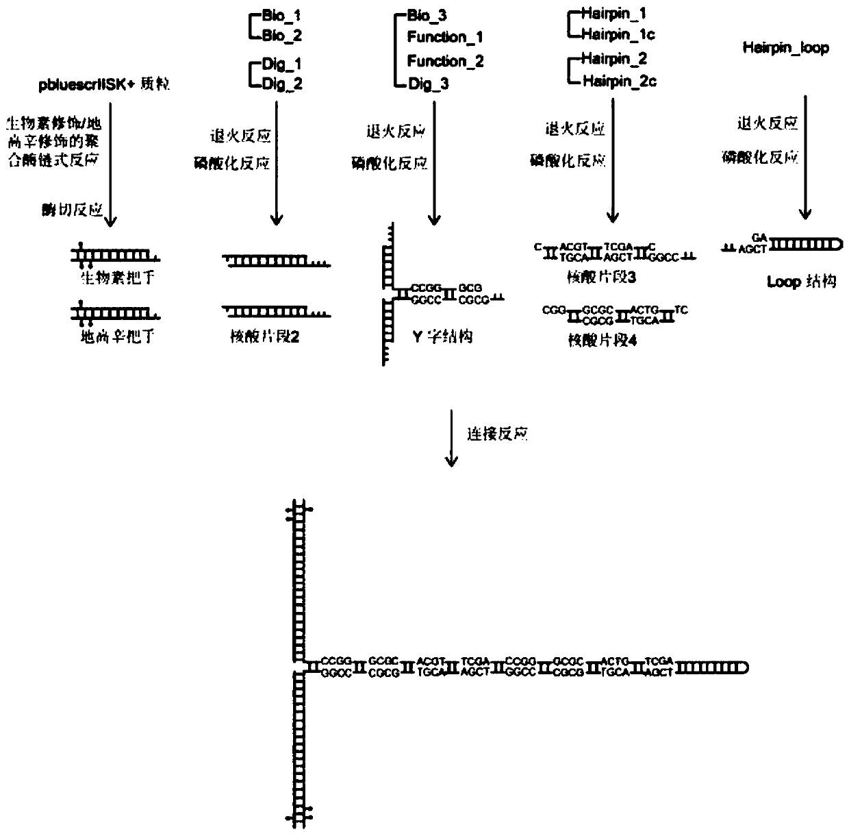 Hairpin structure containing CpG site and monomolecular mechanical method for measuring influence of CpG adjacent sequences on protein dissociation time constant