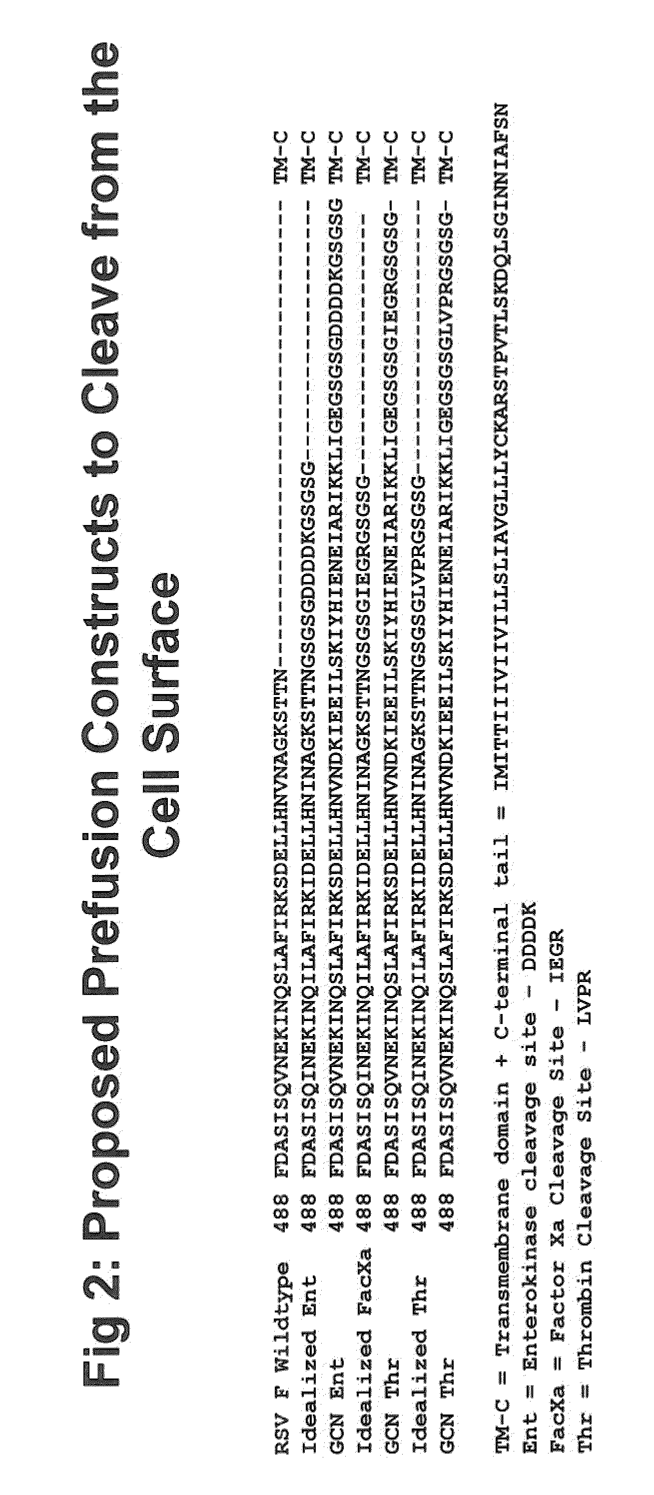 Rsv f protein compositions and methods for making same