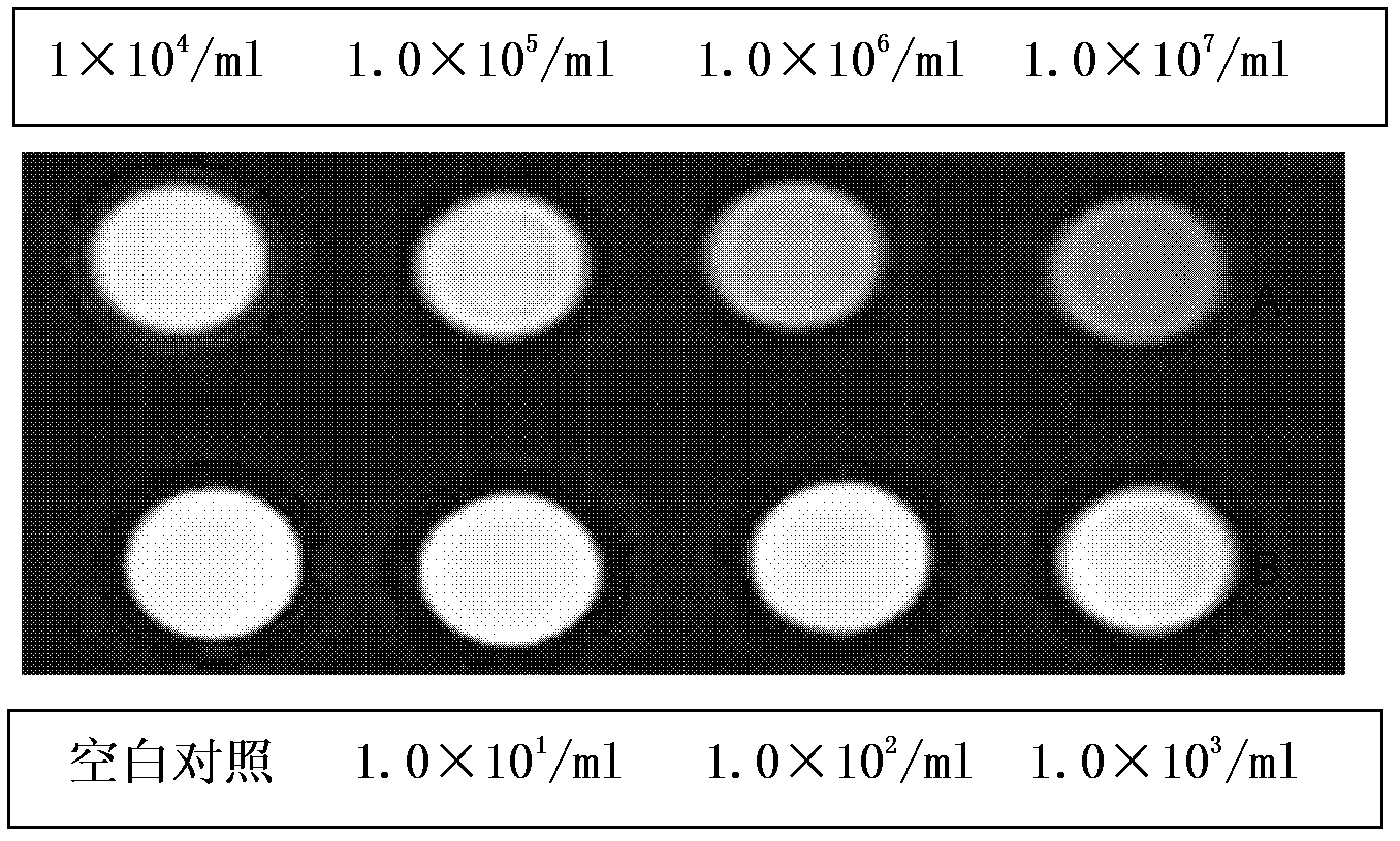 Nasopharyngeal carcinoma targeted magnetic resonance contrast agent and preparation method thereof