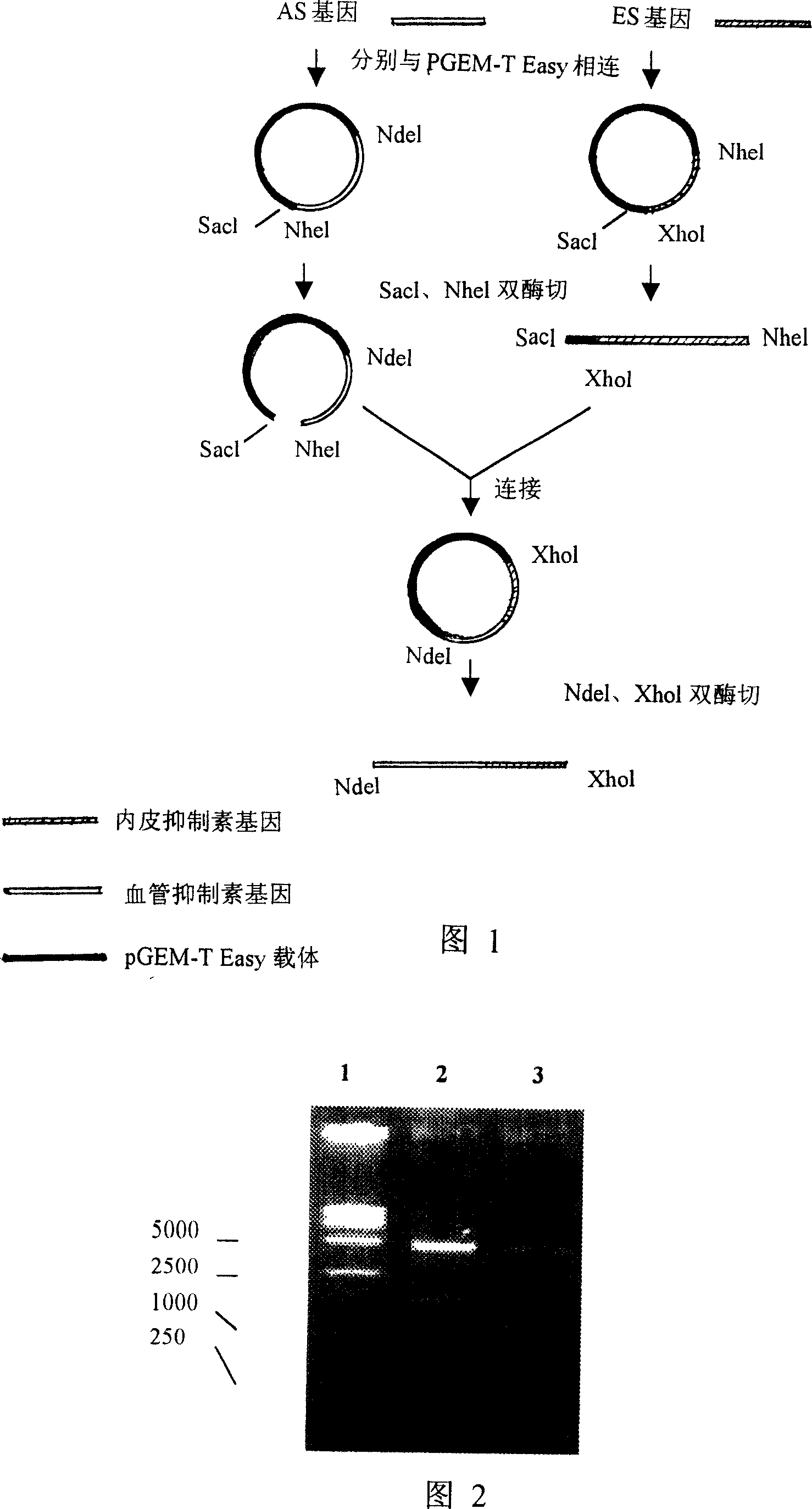 Fusion expressed product of vascular inhibine and endostatin in colibacillus and its preparing method