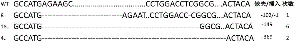 Rice thousand kernel weight gene tgw6 mutant as well as preparation method and application thereof