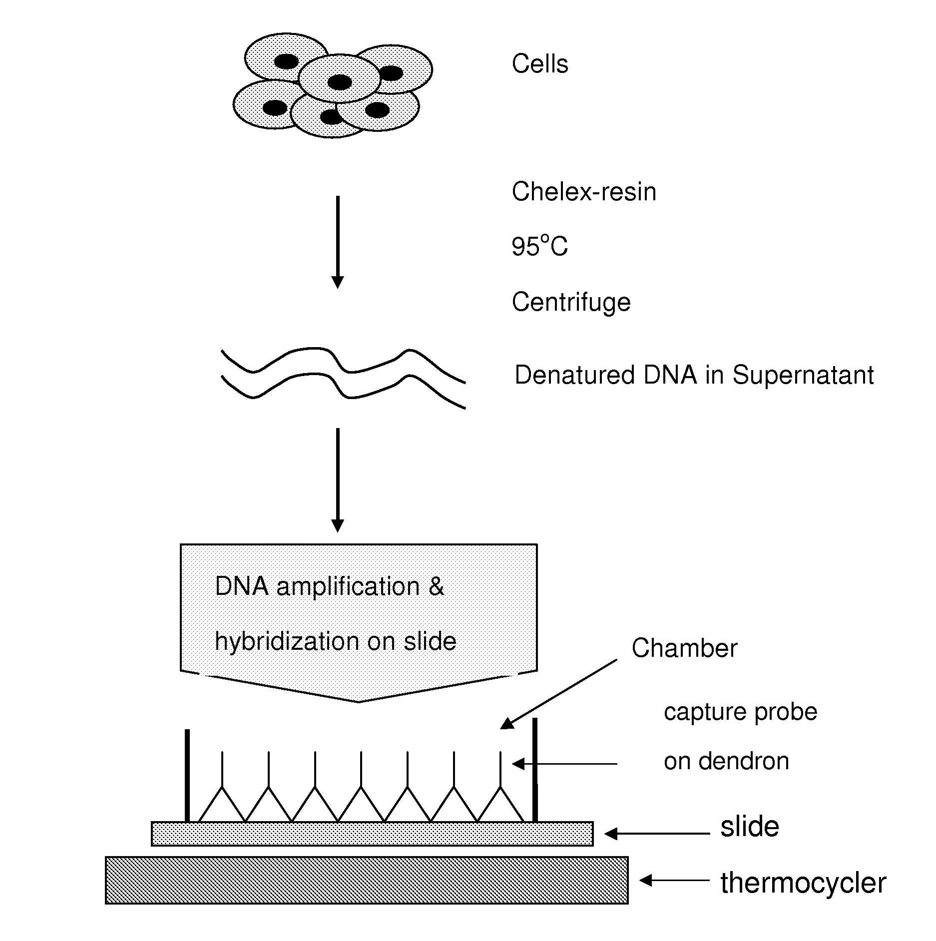 DNA virus detection by DNA chip
