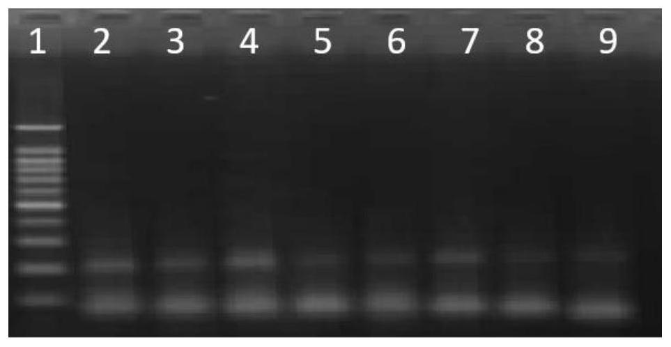 RPA (recombinase polymerase amplification) primer probe combination for detecting transgenic maize G1105E-823C, kit and detection method