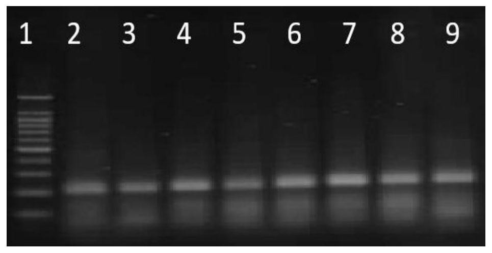 RPA (recombinase polymerase amplification) primer probe combination for detecting transgenic maize G1105E-823C, kit and detection method