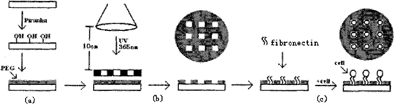 Method for guiding fixed-point cell growth by preparing chemical micro-patterns on surfaces of various materials