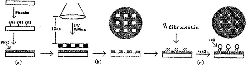 Method for guiding fixed-point cell growth by preparing chemical micro-patterns on surfaces of various materials