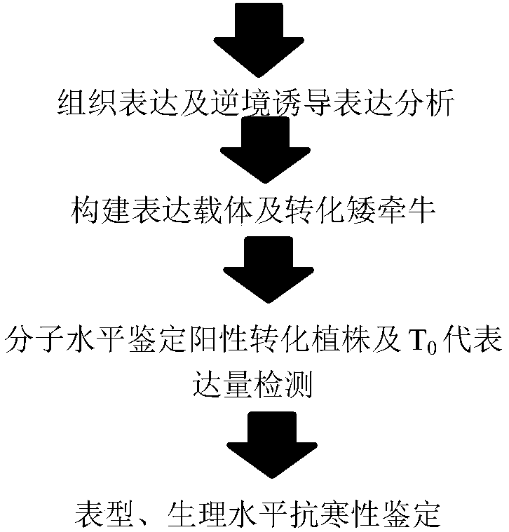 Zinc finger protein gene PhZFP1 of petunia hybrida and application of zinc finger protein gene PhZFP1 in improving cold resistance performance of plants