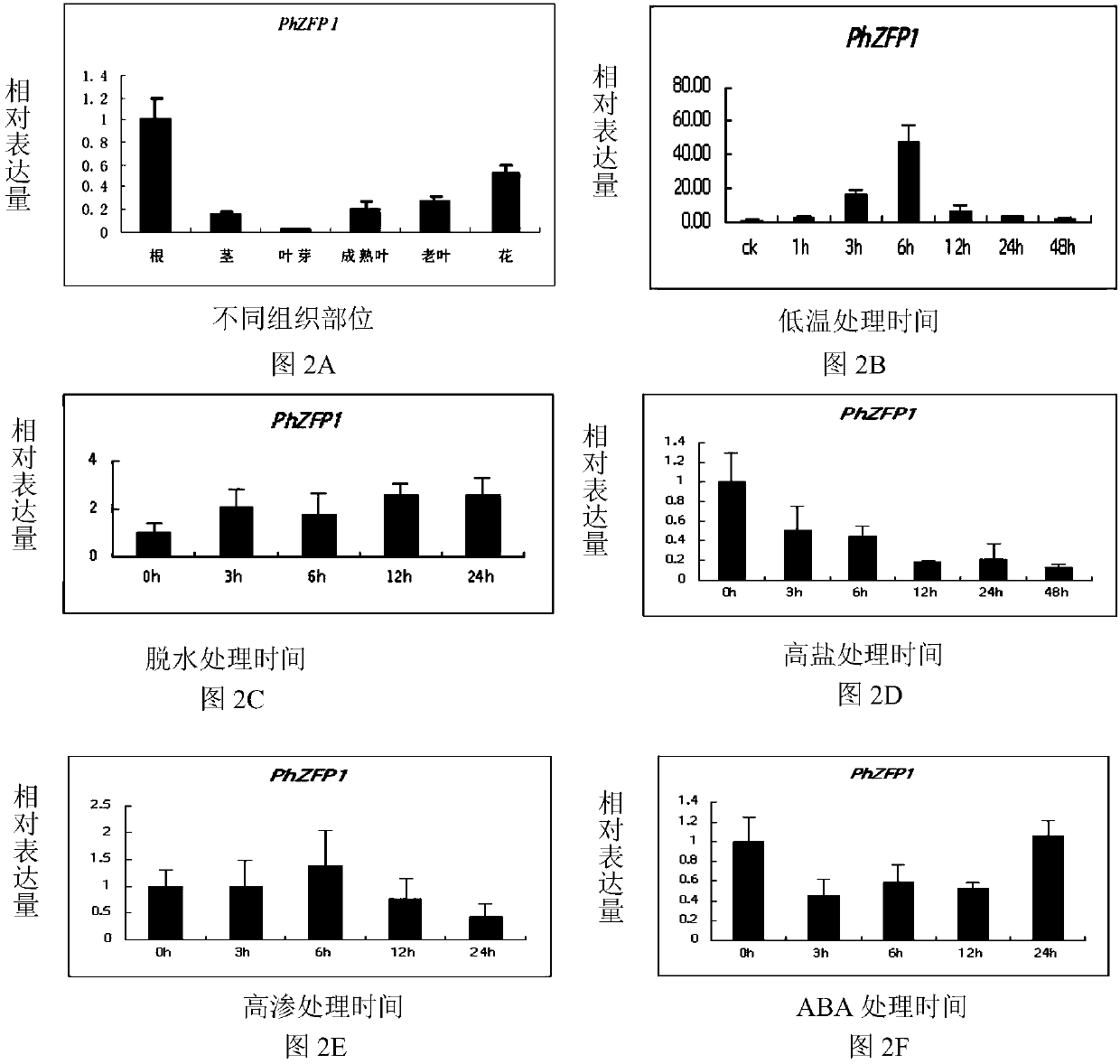 Zinc finger protein gene PhZFP1 of petunia hybrida and application of zinc finger protein gene PhZFP1 in improving cold resistance performance of plants