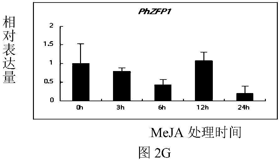 Zinc finger protein gene PhZFP1 of petunia hybrida and application of zinc finger protein gene PhZFP1 in improving cold resistance performance of plants