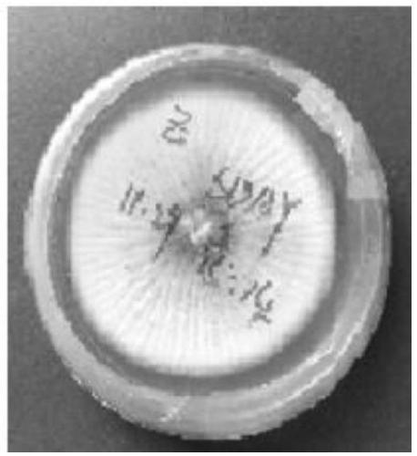 Strain of aspergillus versicolor HY12